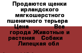 Продаются щенки ирландского мягкошерстного пшеничного терьера › Цена ­ 30 000 - Все города Животные и растения » Собаки   . Липецкая обл.